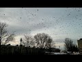 A murder of crows in Lewiston, Maine