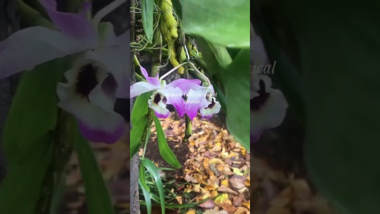 Oahu North Shore Itinerary for Introverts (Calm Day 2/4)