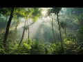 Relaxing music  meditation  jungle gentle birds and rainforest sound