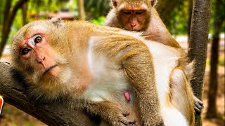 Daisy Misses Her Baby | Emotional Monkey Moment