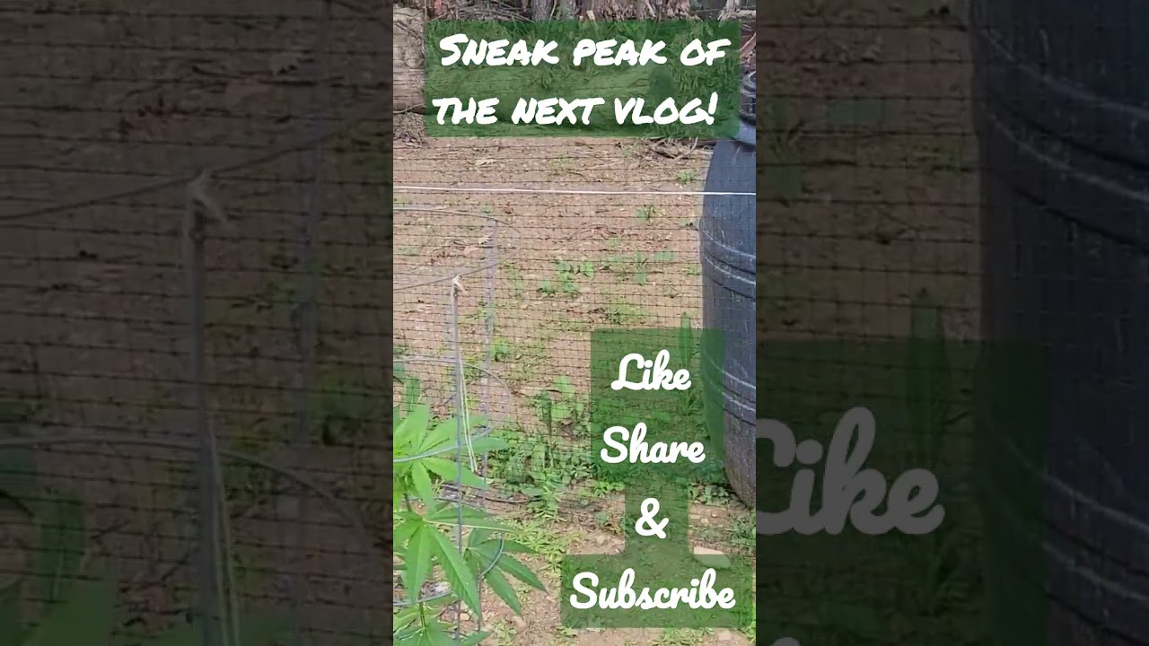 skittlez cannabis plants how are they doing? 