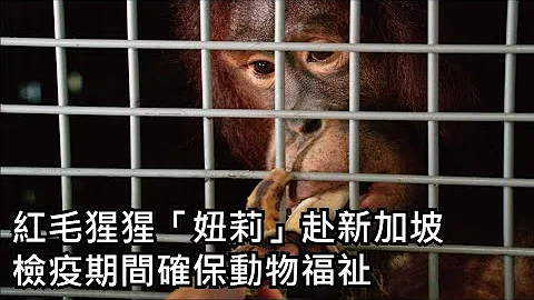 红毛猩猩「妞莉」赴新加坡、检疫期间确保动物福祉 - 天天要闻