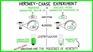 Hershey Chase & Griffiths (Older version)