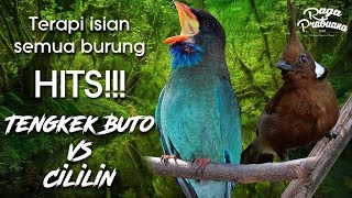 Terapi isian Burung paling Hits Tengkek Buto vs Cililin HD