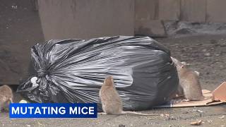 Mutating mice becoming growing problem in Philly, researchers say