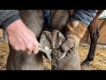 “You Won’t Believe What Was Hiding Inside This Horse Hoof 😳” #hoofcleaning #farrier #horscare
