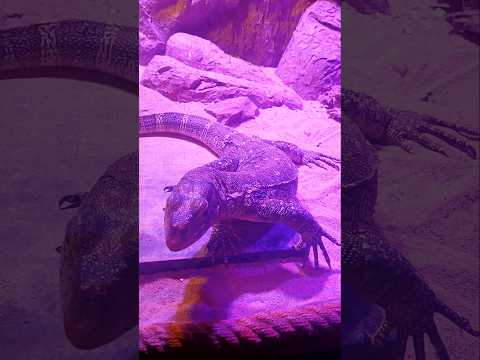Su Altı Dünyası 🐠🐟🐡🦭Doruk Büyük Akvaryumu Gezdi #keşfet #öneçıkar #çocukvideoları #akvaryum