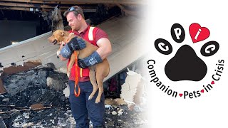 Companion Pets in Crisis