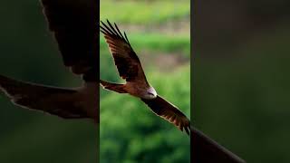 #vögel #birds #vogel #wildlife #nature #tierfilm #naturfilm #tierwelt #kaiserstuhl #tiere #natur