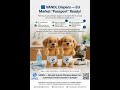 🔹 VANDL Diapers — EU Market “Passport” Ready!