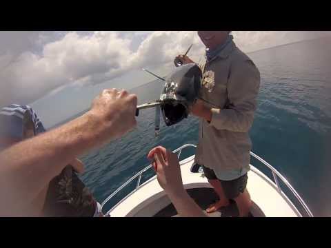 Hervey bay Sport Fishing - Longtail Tuna