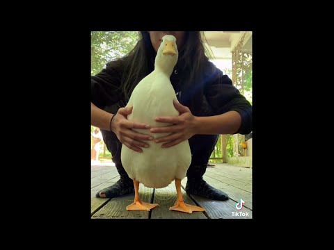 seDUCKtive - YouTube