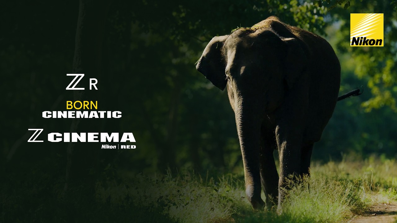 Cinema in the Wild | Nikon ZR