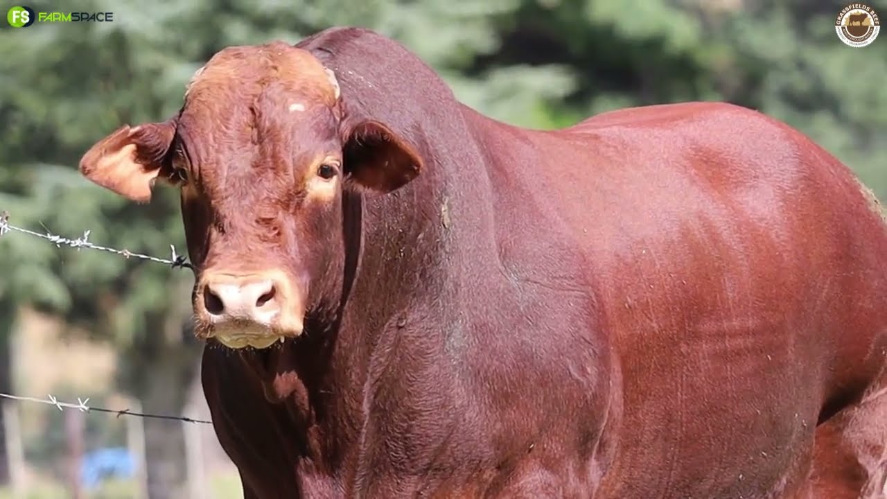 Lot 5 | GRB 19-0223 from Grassfields Beef