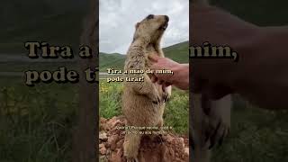 O meme da marmota gritando viralizou nas redes. Mas como vivem esses roedores? Veja a descrição