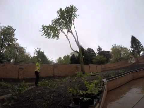 Tree Surgery Time lapse