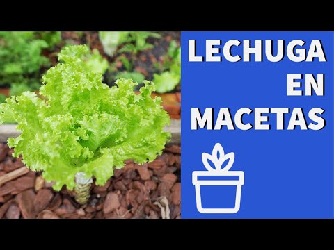 Toneladas de Lechuga en Macetas. Aprende cómo cultivar y cosechar lechugas para una mayor producción