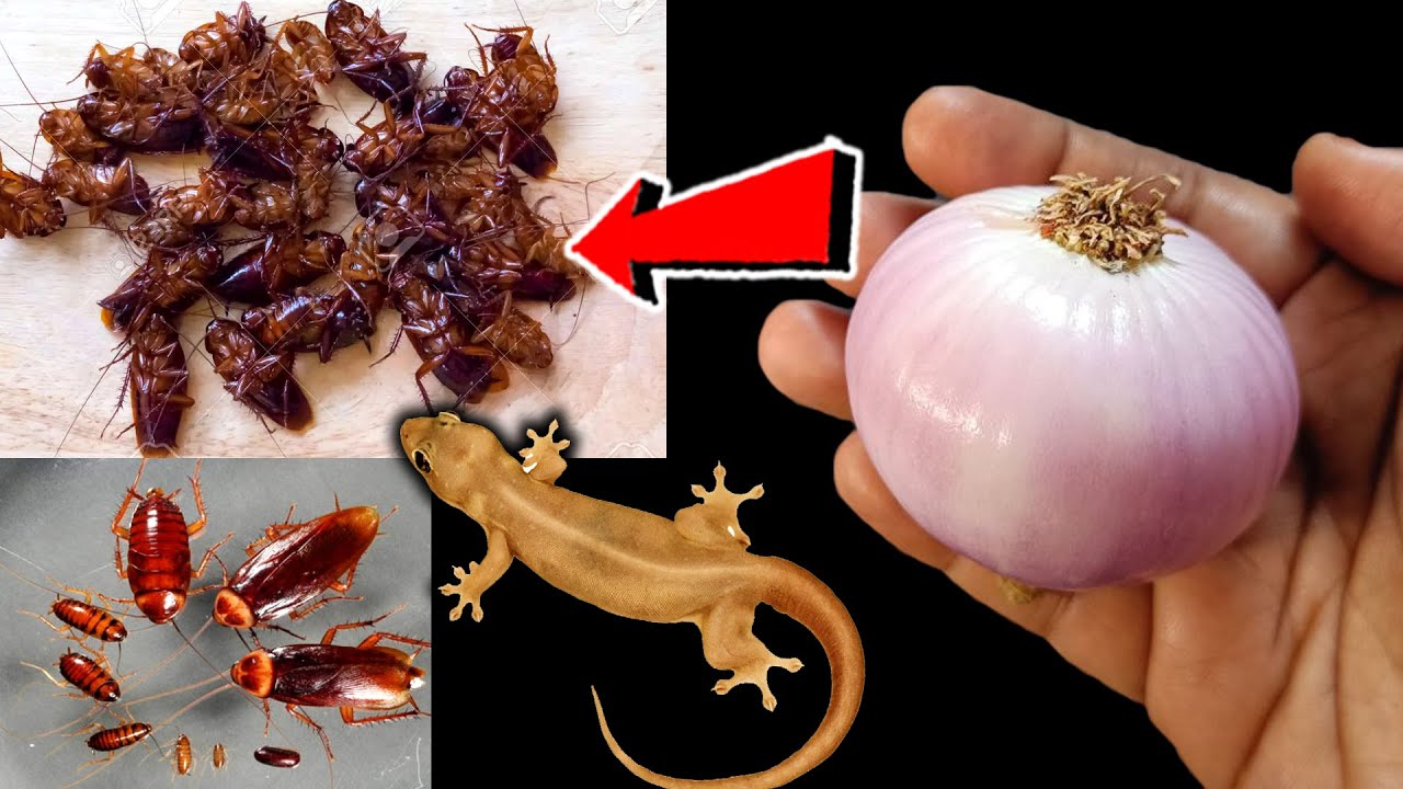 Cockroach Riddle ఇలాచేస్తే బొద్దింకలు జన్మలో మీ ఇంటి దరిదాపుల్లోకి కూడా రావు || Get Rid ...