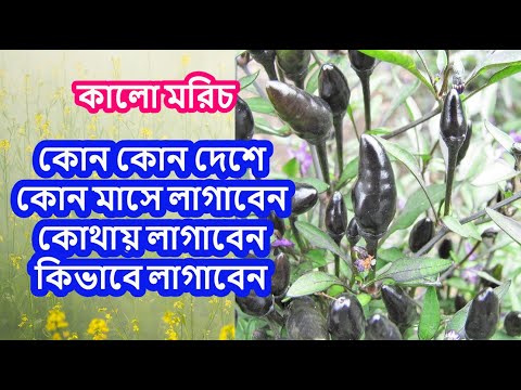 ভিডিও: সেরা স্থল কালো মরিচ কি?