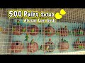 500 pairs African Love bird Colony Setup | Tanvir Ahmed | Bird Farm