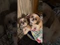 Uhhh… so cute!! #puppy