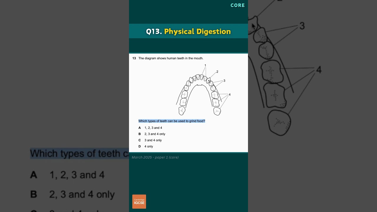 IGCSE Biology - A* exam prep - multiple choice (2025) 