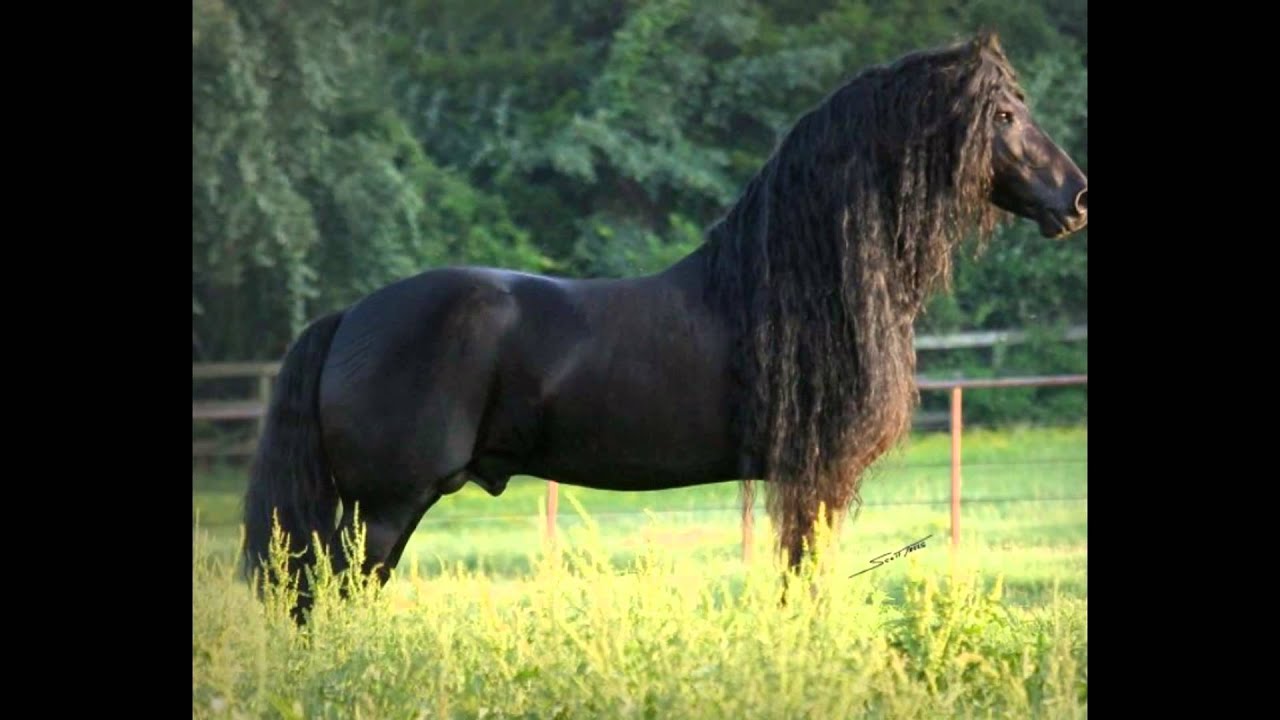 Конь с черной гривой. Фриз Фризская лошадь. Фризская лошадь тяжеловоз.