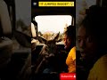 Terrified Deer Leaps Through Car Window to Escape Tiger — Woman Left in Shock 😱 #usashorts #wildlife