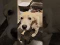 Luna puppy daily vlog #funny #cuteanimal #comedy #cutepet #dogcare #doglove