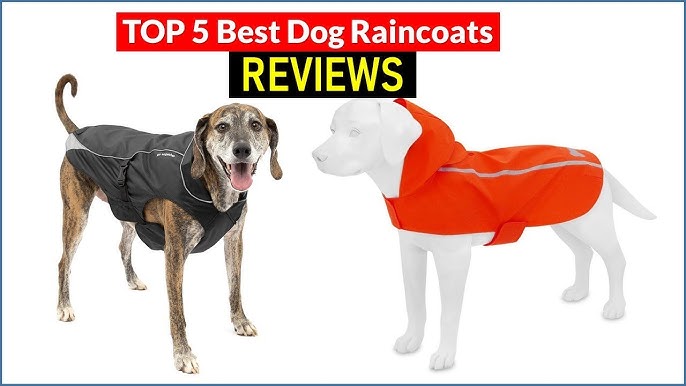 ✓Top 5 Best Toys for Blind Dogs in 2023 