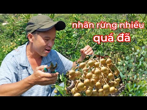 Video Trải Nghiệm Vào Rừng Và hái Nhãn Rừng|#RừngVàBiển - youtube
