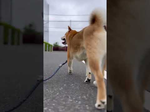 柴犬の後ろ姿がたまらなく愛おしい　#柴犬　#柴犬とん