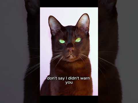 "Meet the Havana Brown: The Cat That’s Smooth as Chocolate and Twice as Sweet!"