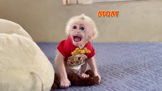 Baby monkey Abi refuses to sleep without his mother around