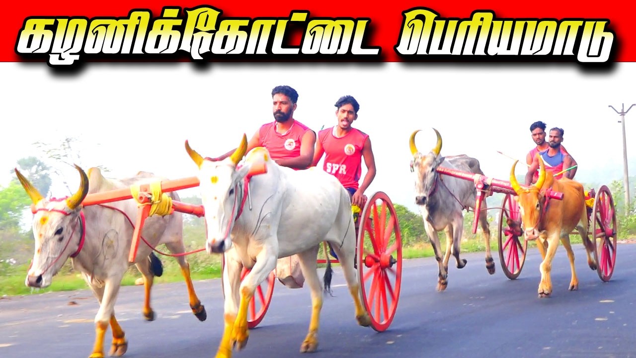 கழனிவாசல் பெரியமாடு