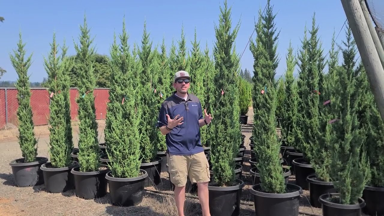 The Italian Cypress of the Intermountain West