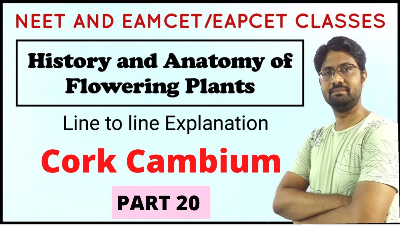 Cork Cambium Anatomy of Flowering Plants Line to line Explanation PART 20 YouTube