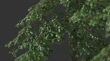 Tilia cordata tree wind animation in 3ds max + GrowFX + Fstorm