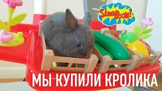 Мы купили карликового кролика! Он веселый и общительный!Клетка,питание,уход и содержание! Мы купили карликового кролика! Он веселый и общительный!Клетка,питание,уход и содержание!
