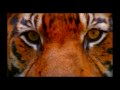 Last chance to save the wild tiger  wwf