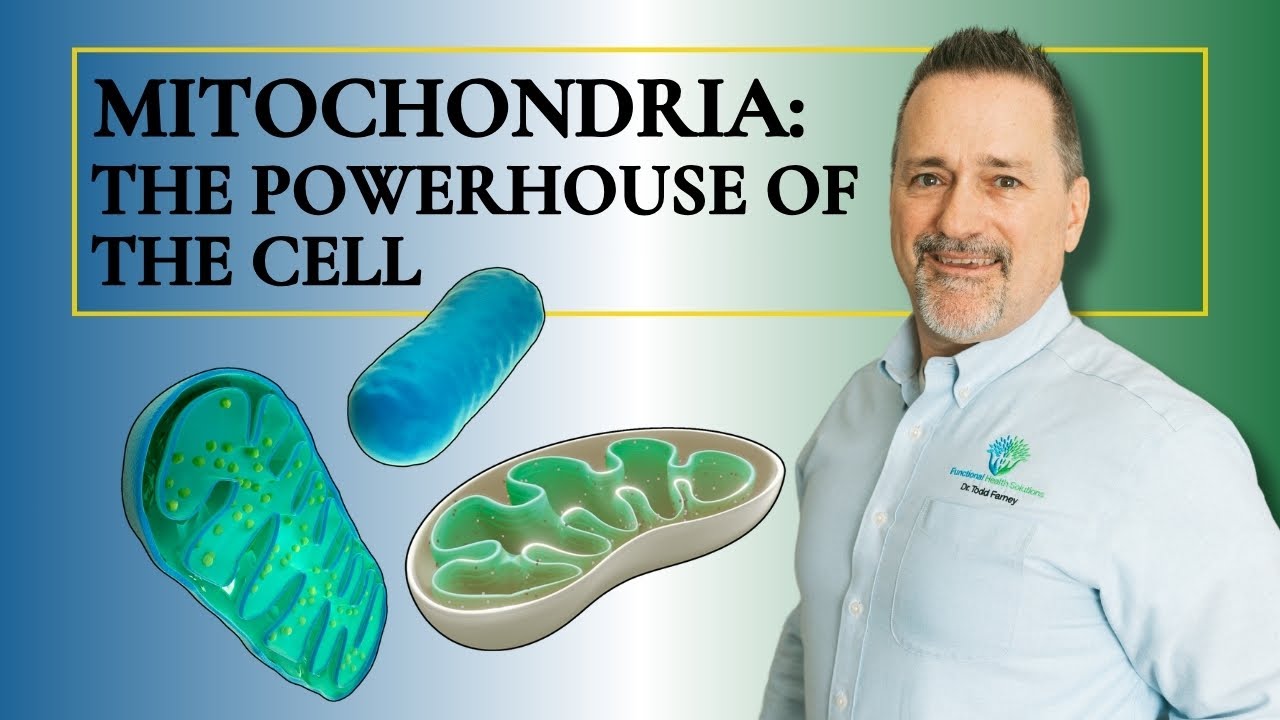 The Powerhouse of the Cell: How Mitochondria Support Digestion and Healing