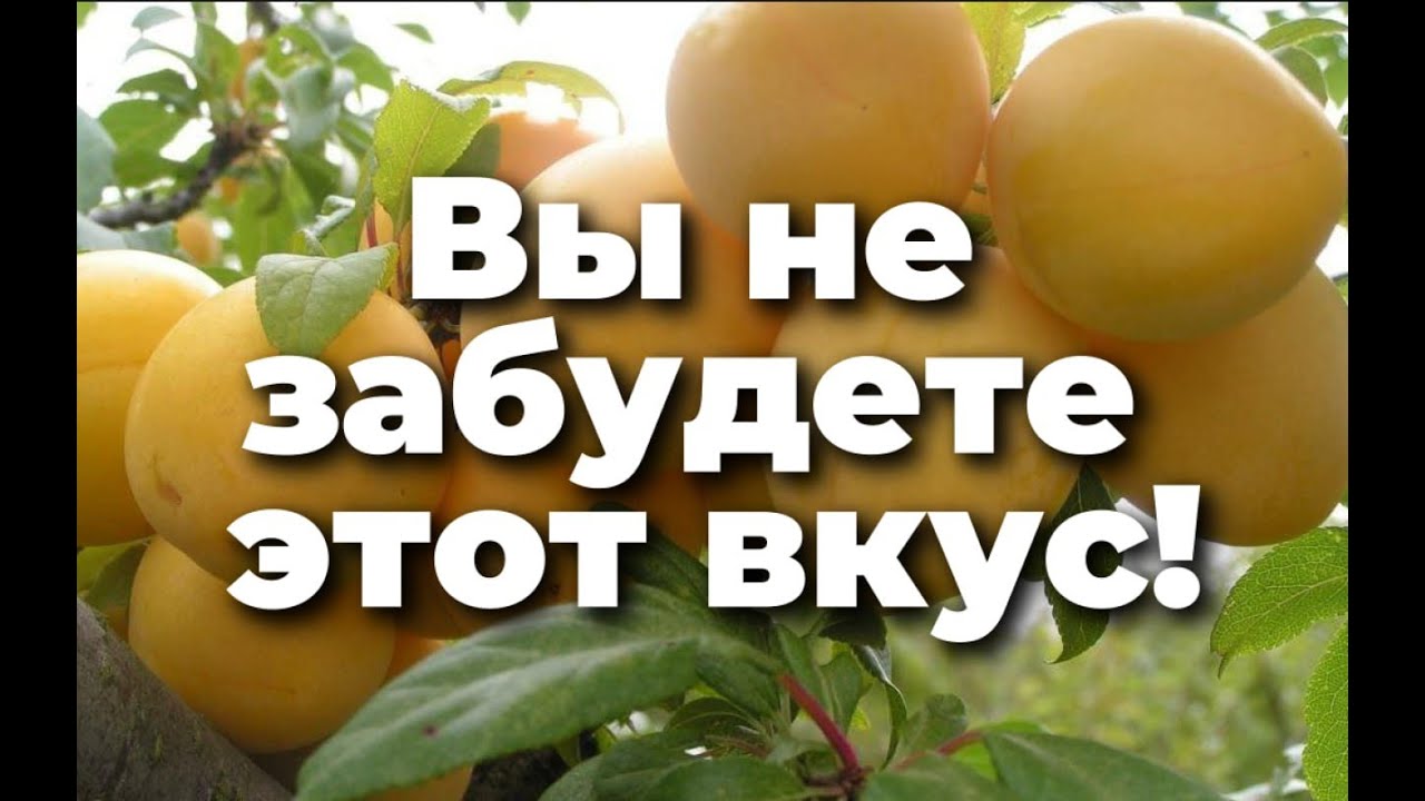Слива То Че Сан Где Купить