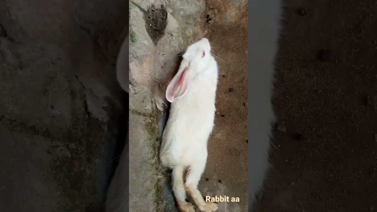 rabbit//rabbit Aa channel//rabbit baby//rabbit Aa//rabbit is resting//cute rabbit//my cute rabbit