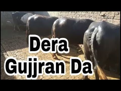 Visit of kenal of Pakistani Bully Dogs Owner of Canal Sardar Fawad Gujjar