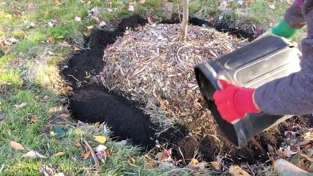 Fertilizing Fruit Trees Using Organic Compost