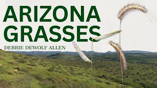 Arizona Grasses: Why We Are Unique