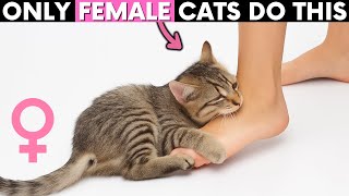 ONLY FEMALE Cats Do THIS...  The REASON WILL MELT Your HEART