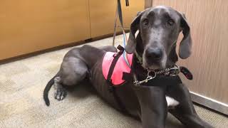 Service dog training for Public Access test and service dog tasks