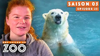 Download Lagu Première Animation des Ours Polaires de la Saison ! | S05EP23 | Intégrale | Une saison au zoo MP3 Download Lagu Première Animation des Ours Polaires de la Saison ! | S05EP23 | Intégrale | Une saison au zoo MP3