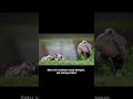 Fakta Gila! Bebek Bisa Tidur Tapi Tetap Jagain Teman?! 😱🦆